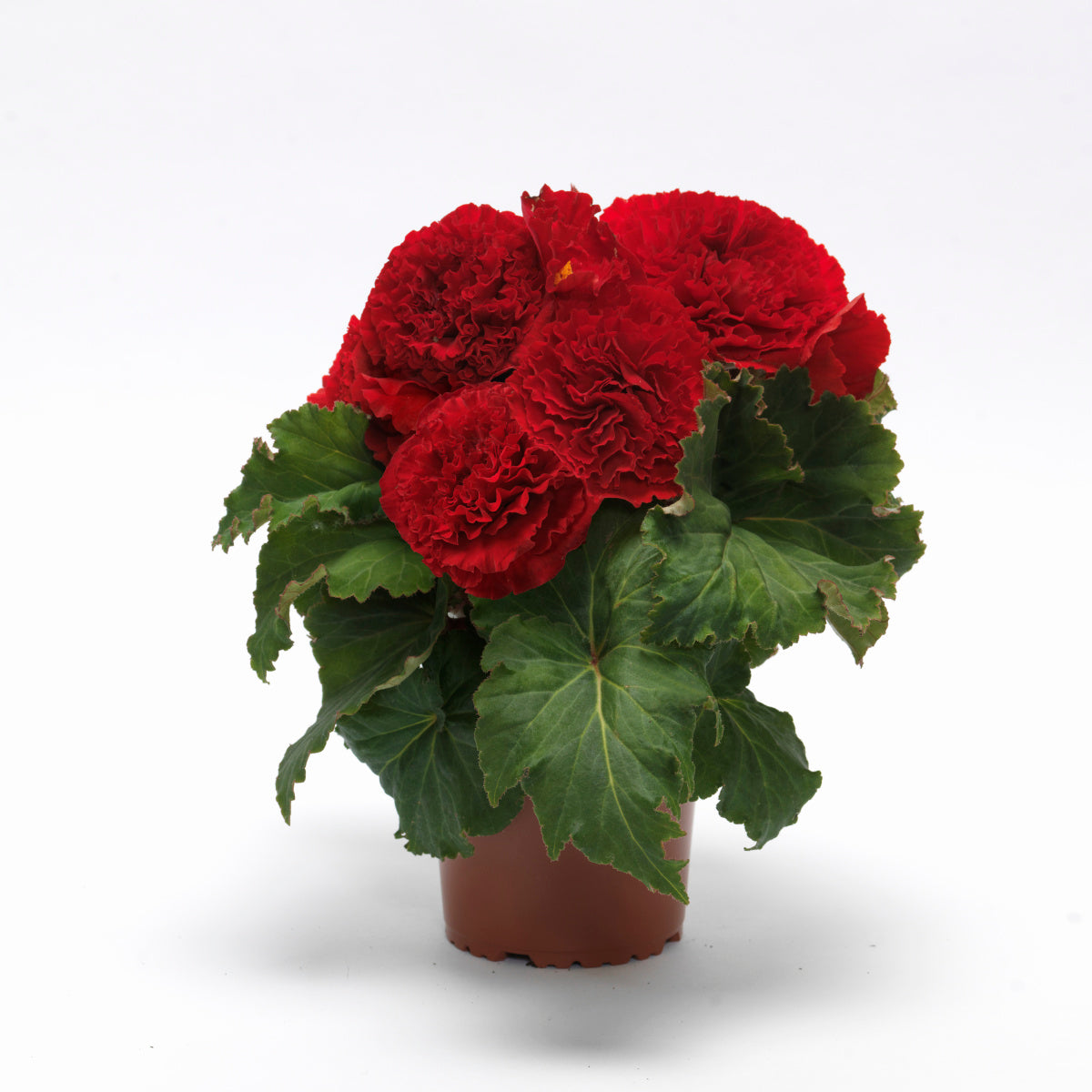 Red Ruffled Flowers Begonia Ruffled Red AmeriHybrid® – Egmont Seeds