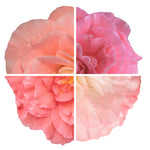 Begonia Non Stop Light Pink Shades