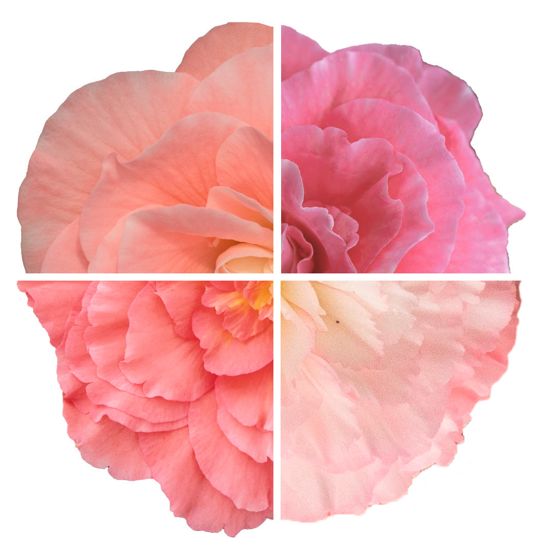 Begonia Non Stop Light Pink Shades