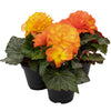 Begonia Non Stop Flame