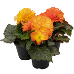 Begonia Non Stop Flame