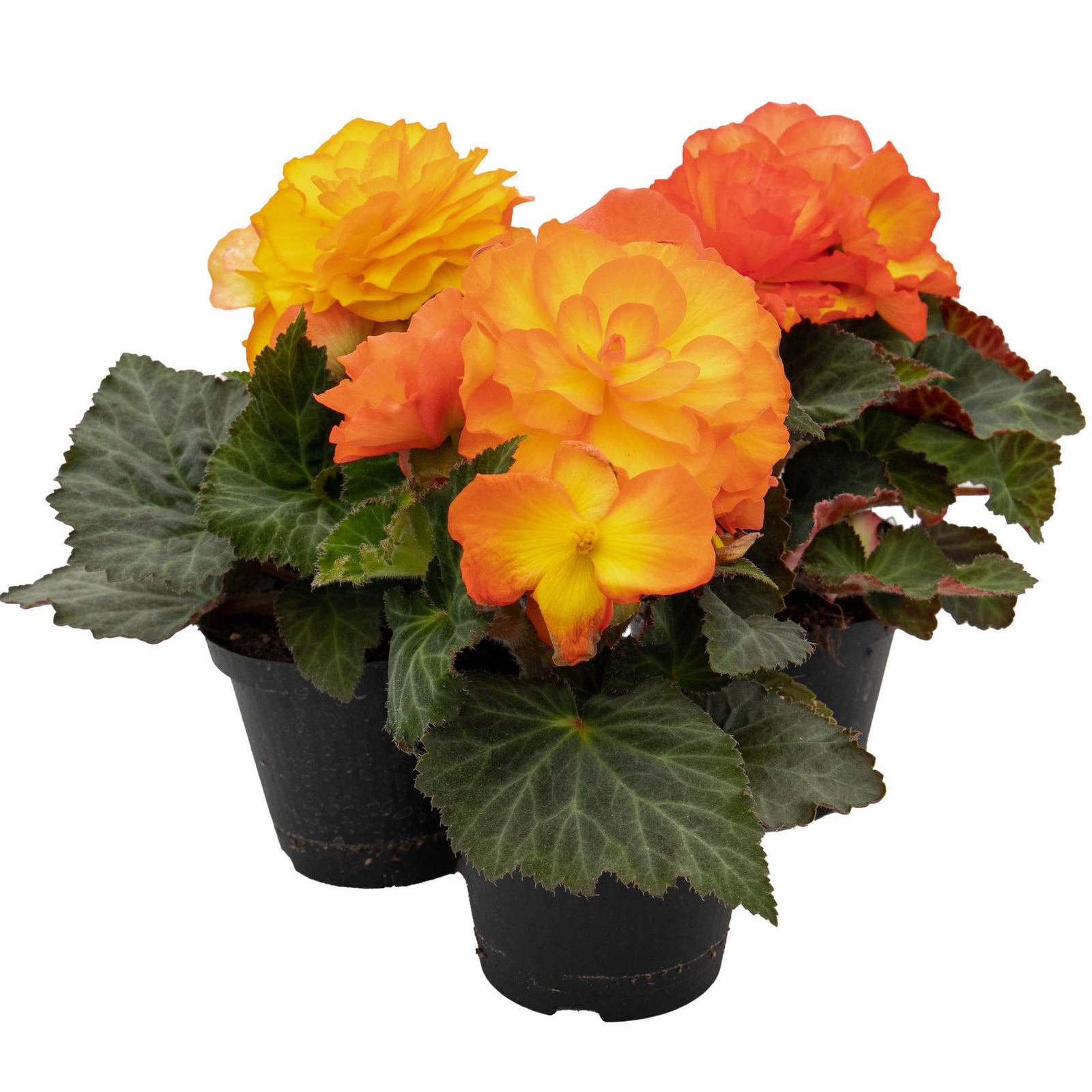 Begonia Non Stop Flame