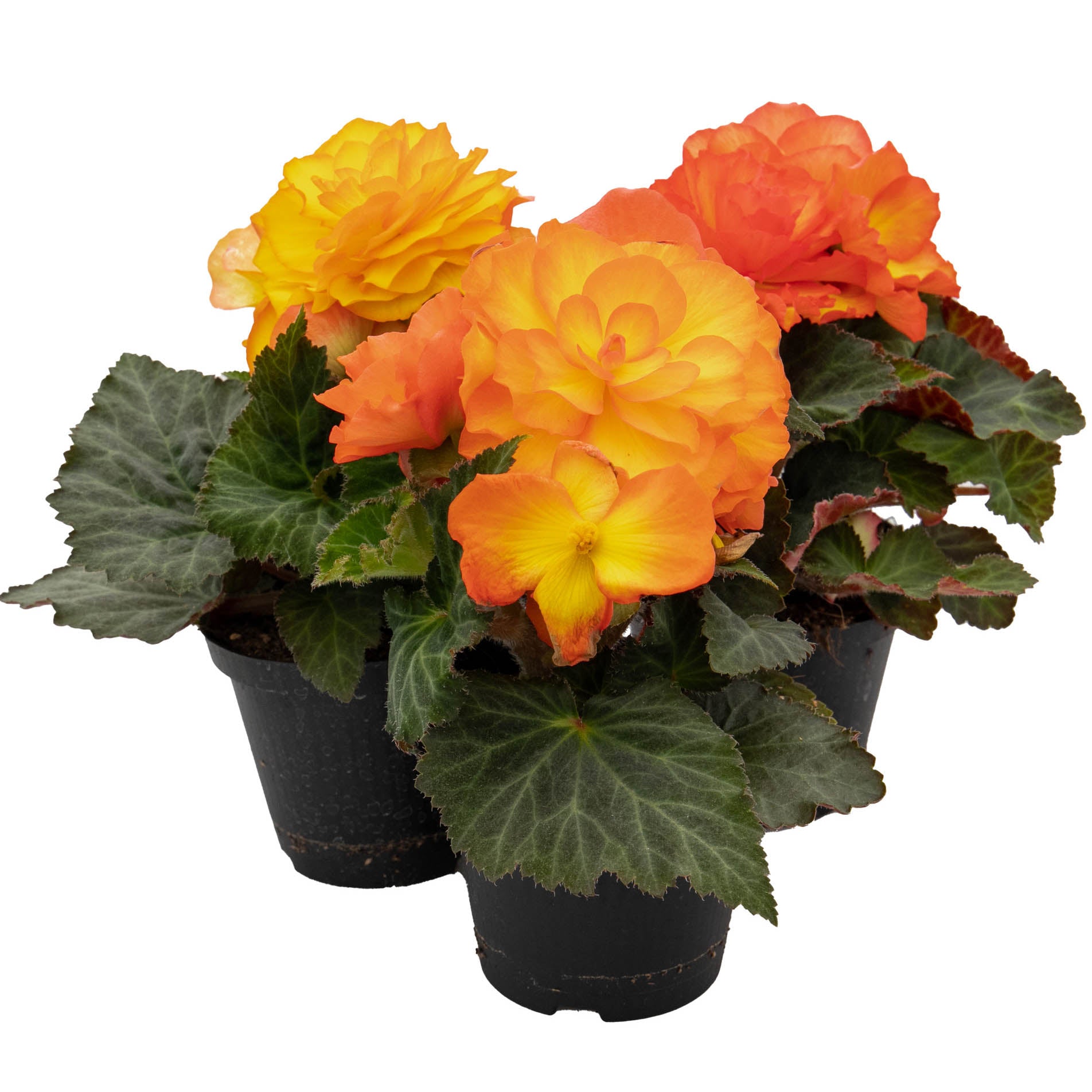 Begonia Non Stop Flame