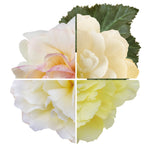 Begonia Peaches and Dreams F1 Hybrid