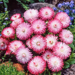 Bellis Perennis Habanera White With Red Tips