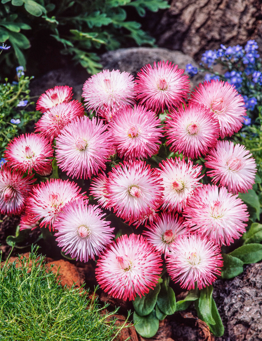 Bellis Perennis Habanera White With Red Tips