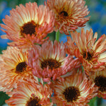 Calendula Bronze Beauty
