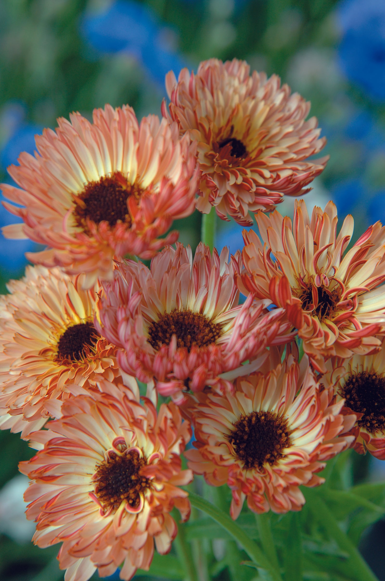 Calendula Bronze Beauty