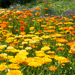 Calendula Calypso Mix