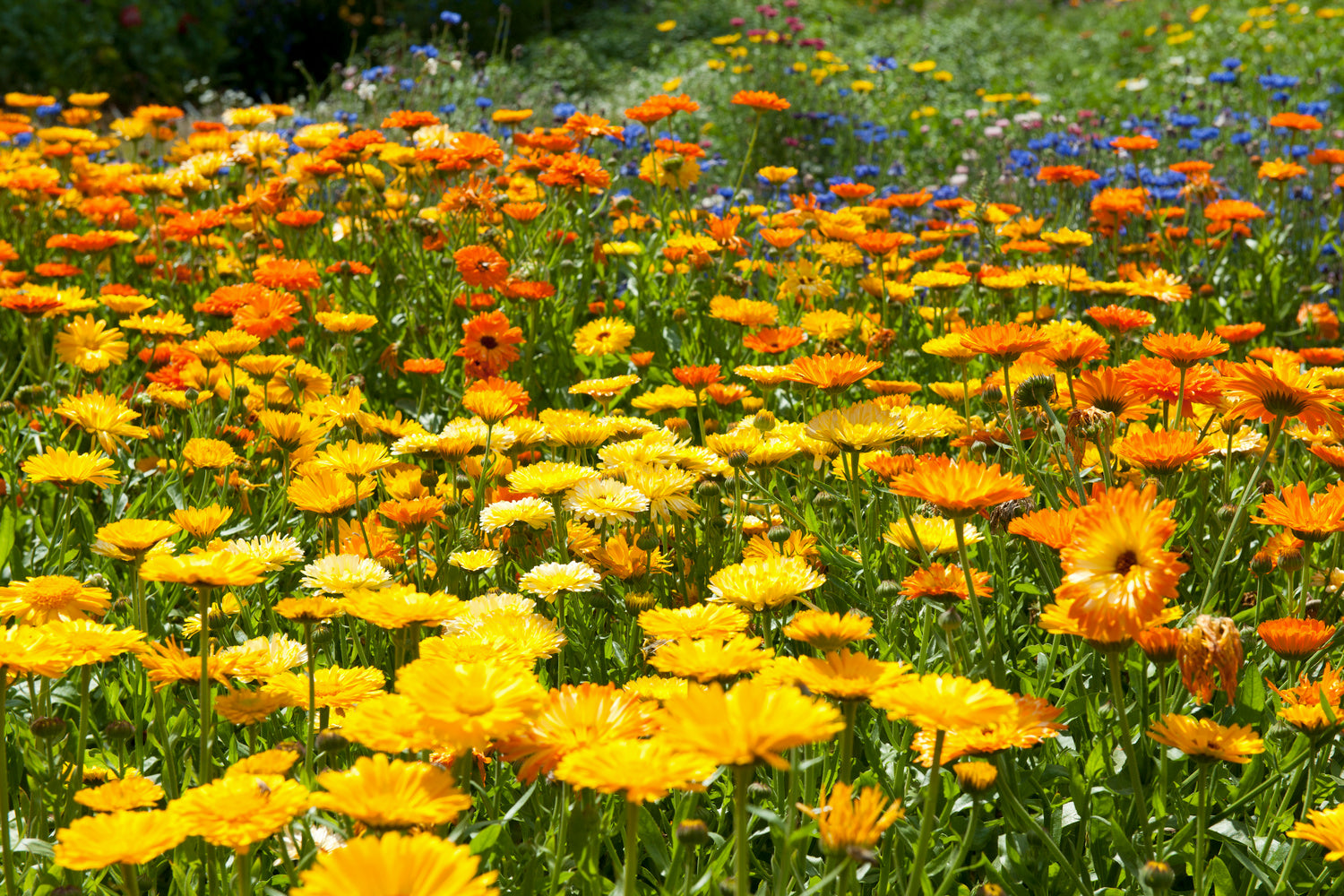 Calendula Calypso Mix