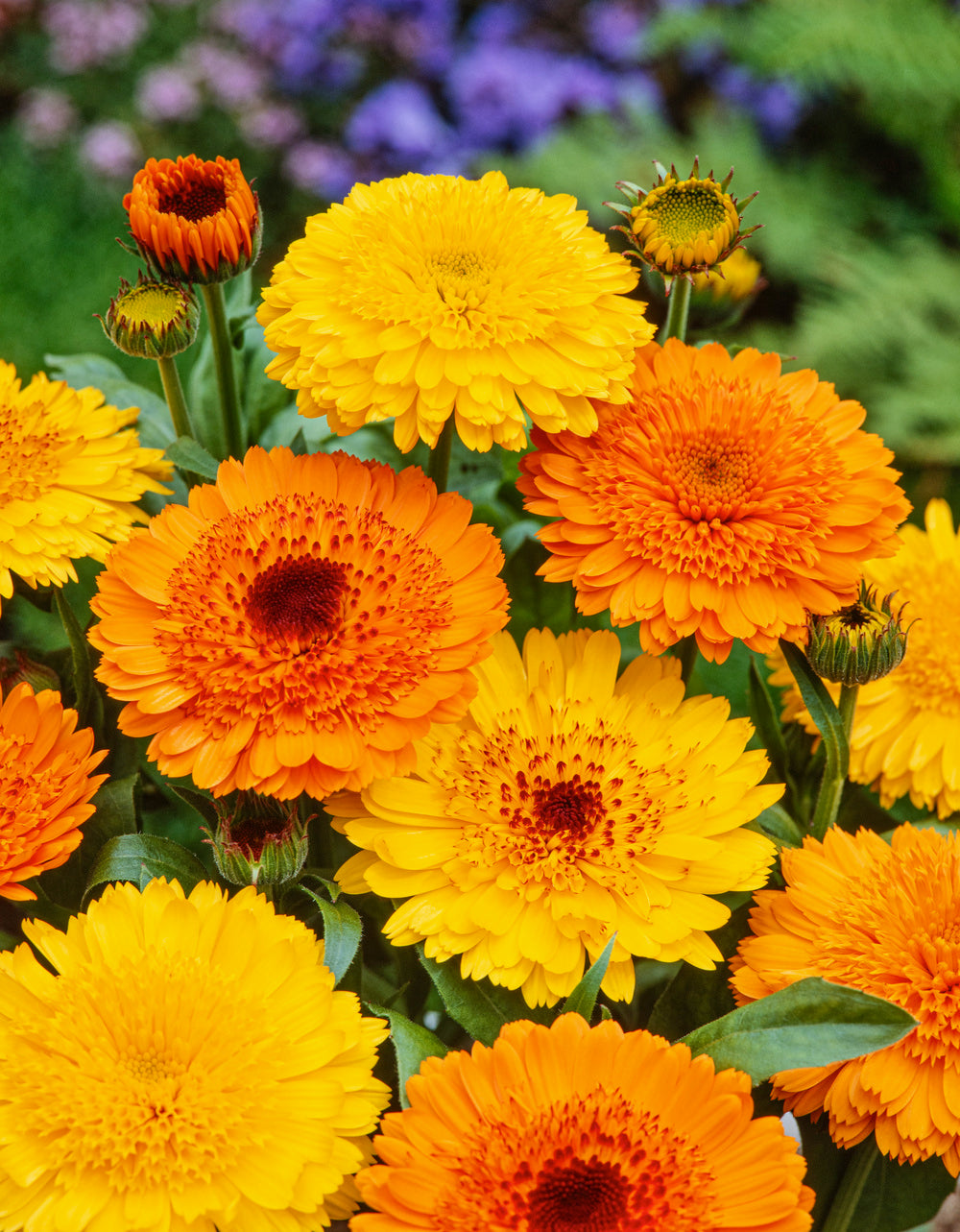 Calendula Kablouna Mix