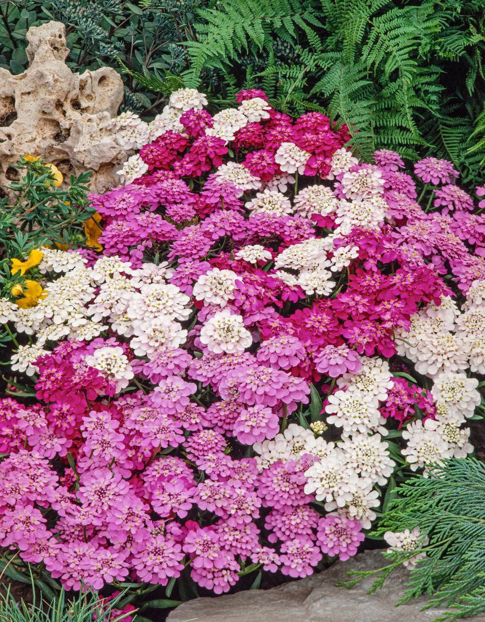 Candytuft Dwarf Fairy Mix