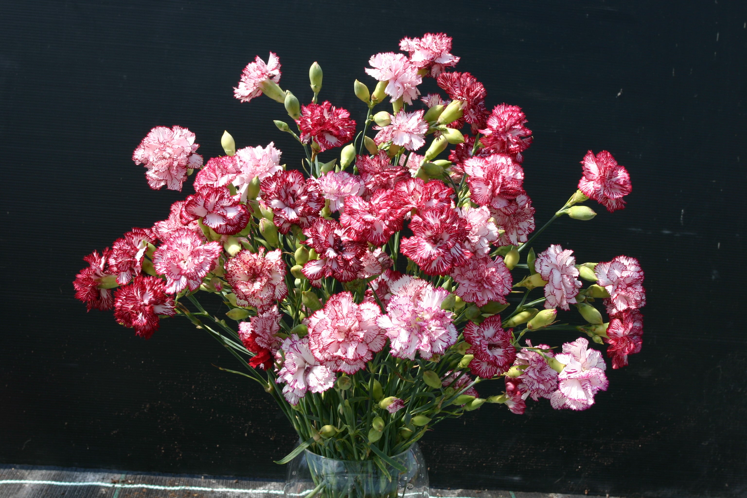 Carnation Raspberry Ripples – Egmont Seeds