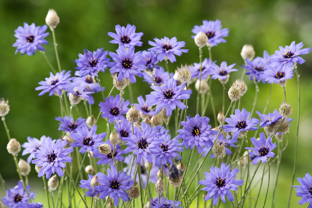 Catananche Armor Blue – Egmont Seeds