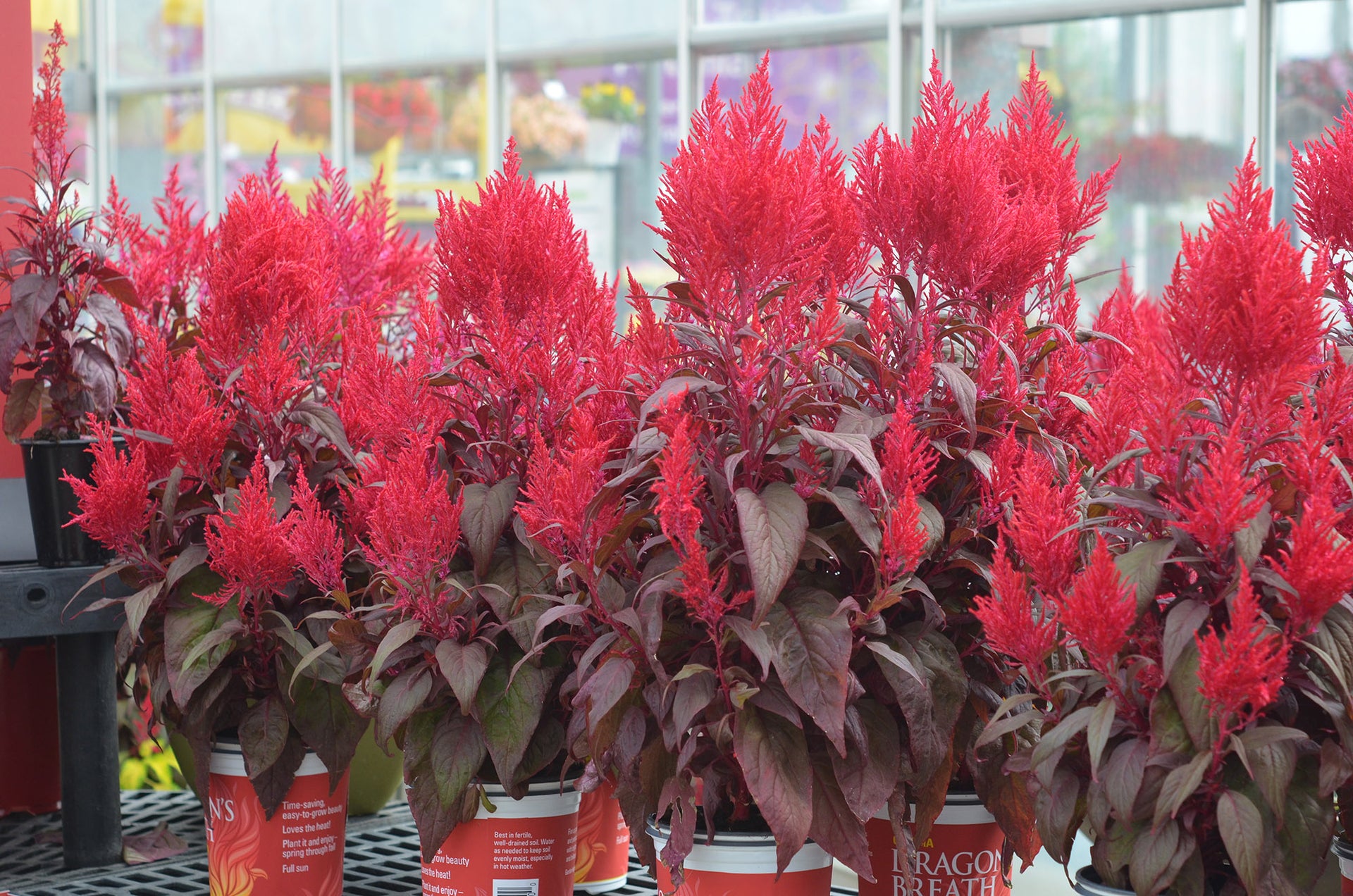 Celosia Dragons Breath