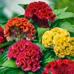 Celosia Brains Trust