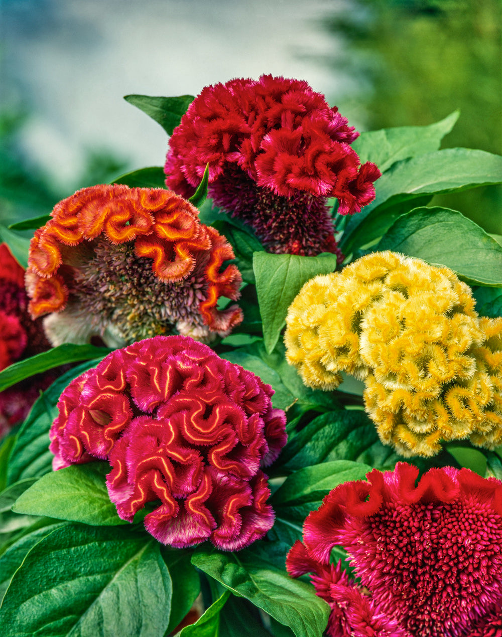 Celosia Brains Trust