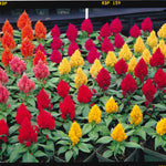 Celosia Kimono Mix