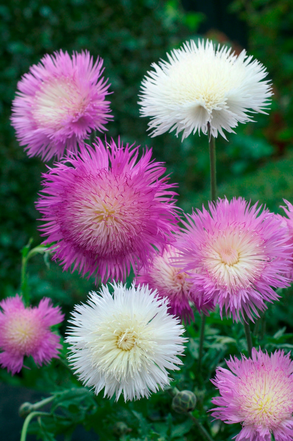 Centaurea Sweet Sultan Mix