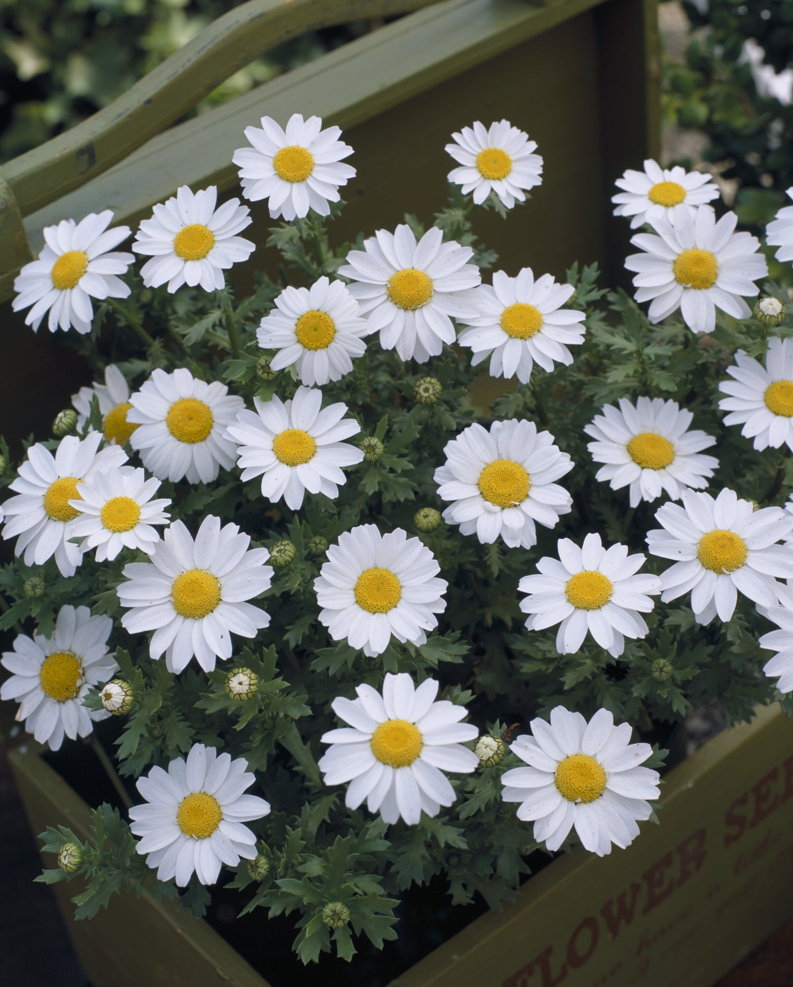 Chrysanthemum Snowland