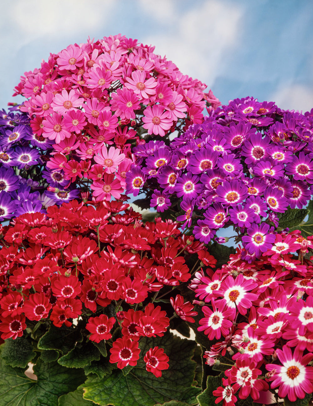 Cineraria Hansa Strain Mix