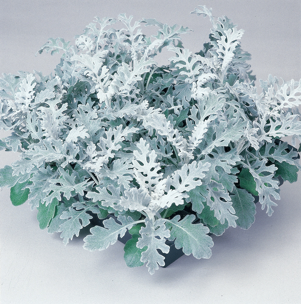 Cineraria Silverdust