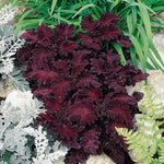 Coleus Black Dragon