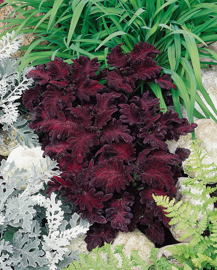 Coleus Black Dragon