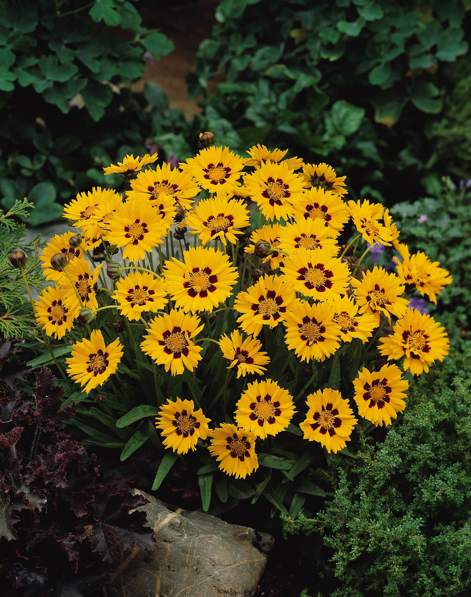 Coreopsis Sunfire