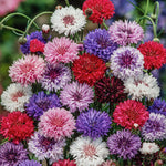 Cornflower Polka Dot Mix