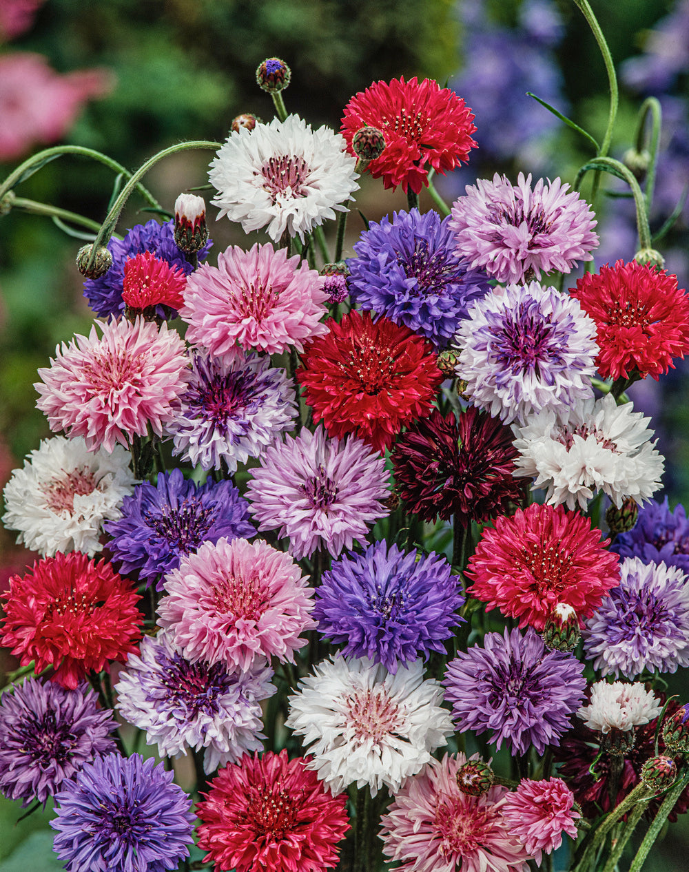 Cornflower Polka Dot Mix