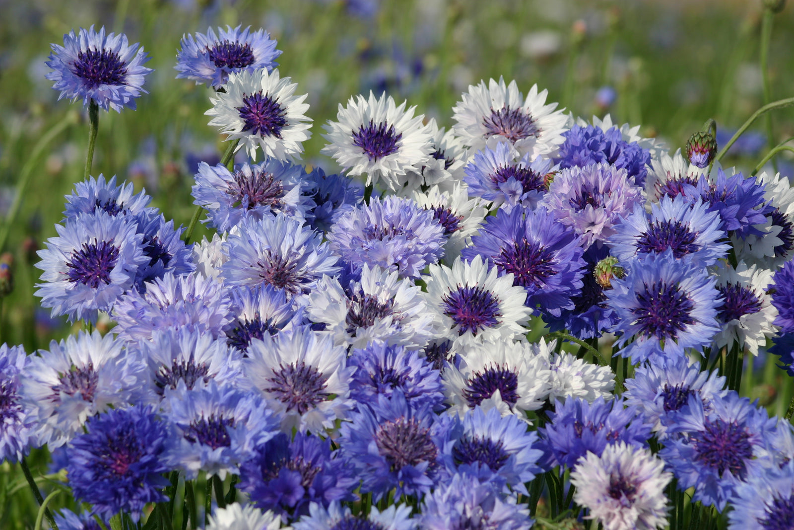 Cornflower Classic Fantastic