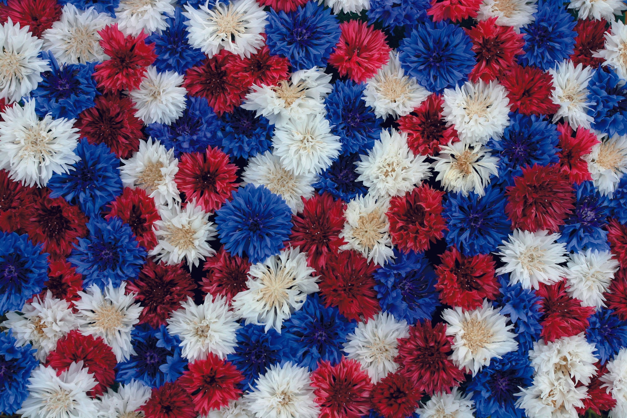 Cornflower Fireworks