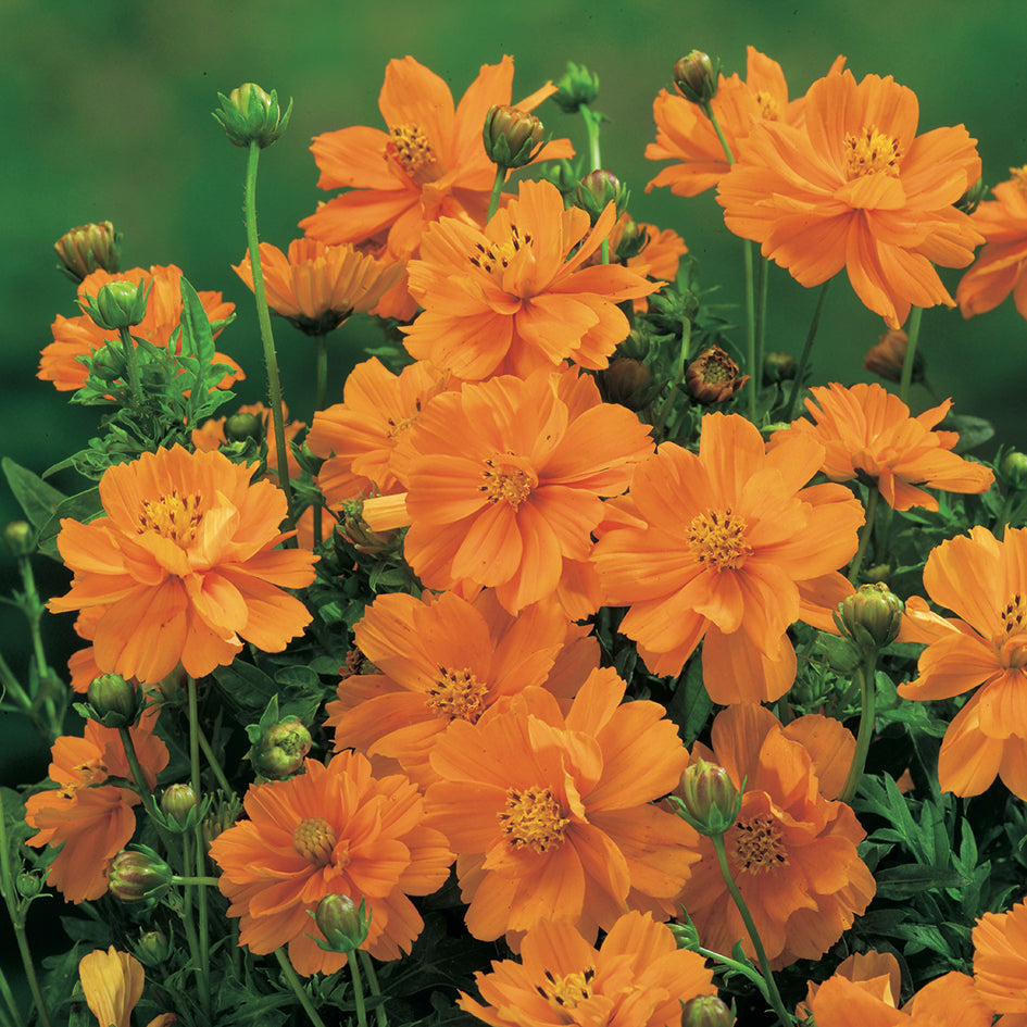 Cosmos Cosmic Orange