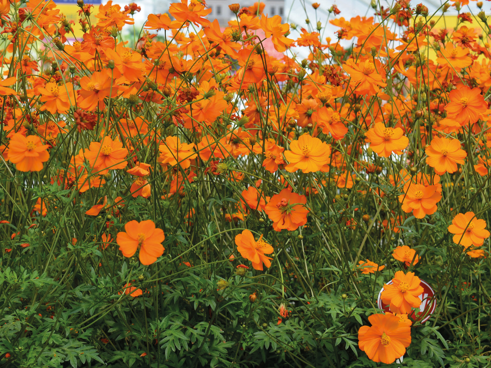 Cosmos Tango