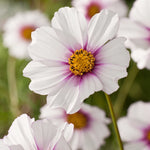 18495_FREE