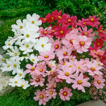 Cosmos Sonata Mixed