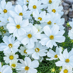 Cosmos Sonata White