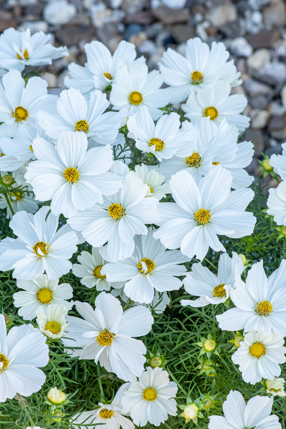 Cosmos Sonata White