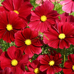 Cosmos Rubenza