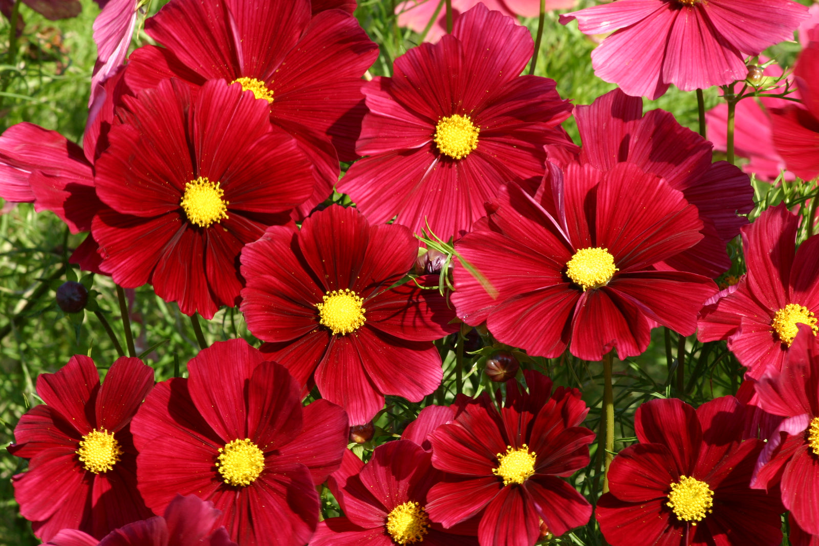 Cosmos Rubenza