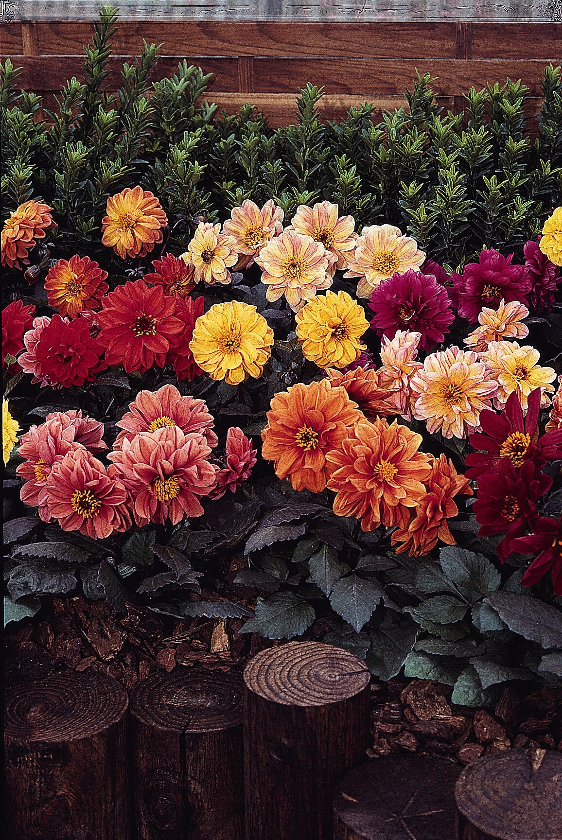 Dahlia Diablo Dwarf Bronze Leaf Mix