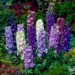 Delphinium Dwarf Fountains Mix