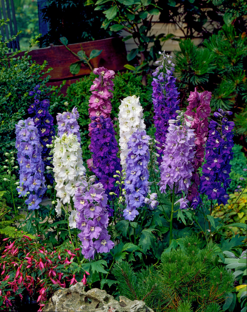 Delphinium Dwarf Fountains Mix