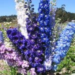 Delphinium Pacific Giants Mix