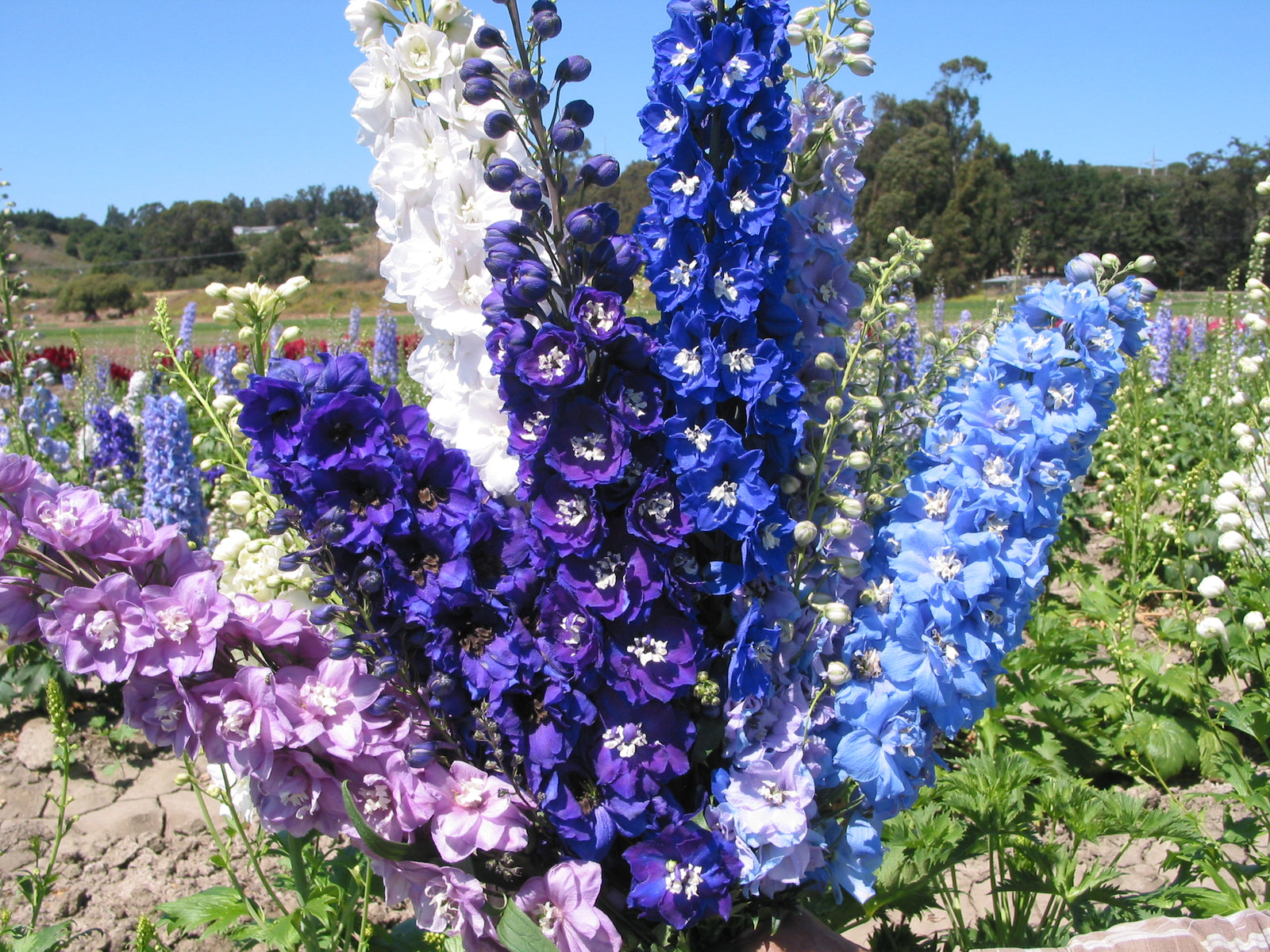 Delphinium Pacific Giants Mix