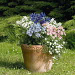 Delphinium Summer Colours Mix