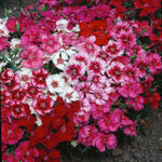 Dianthus Midget (Improved Wee Willie)