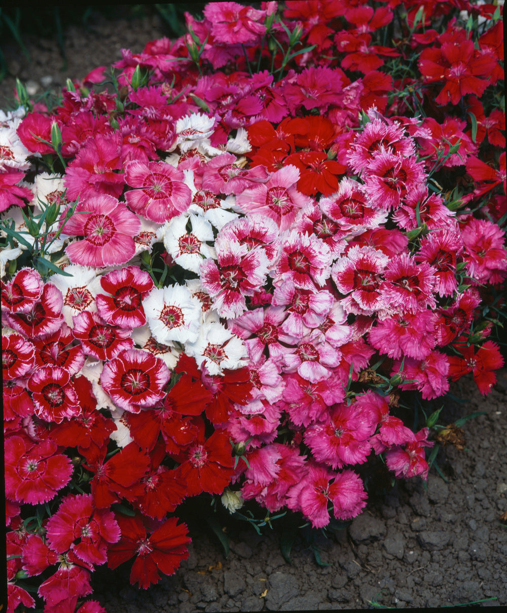 Dianthus Midget (Improved Wee Willie)