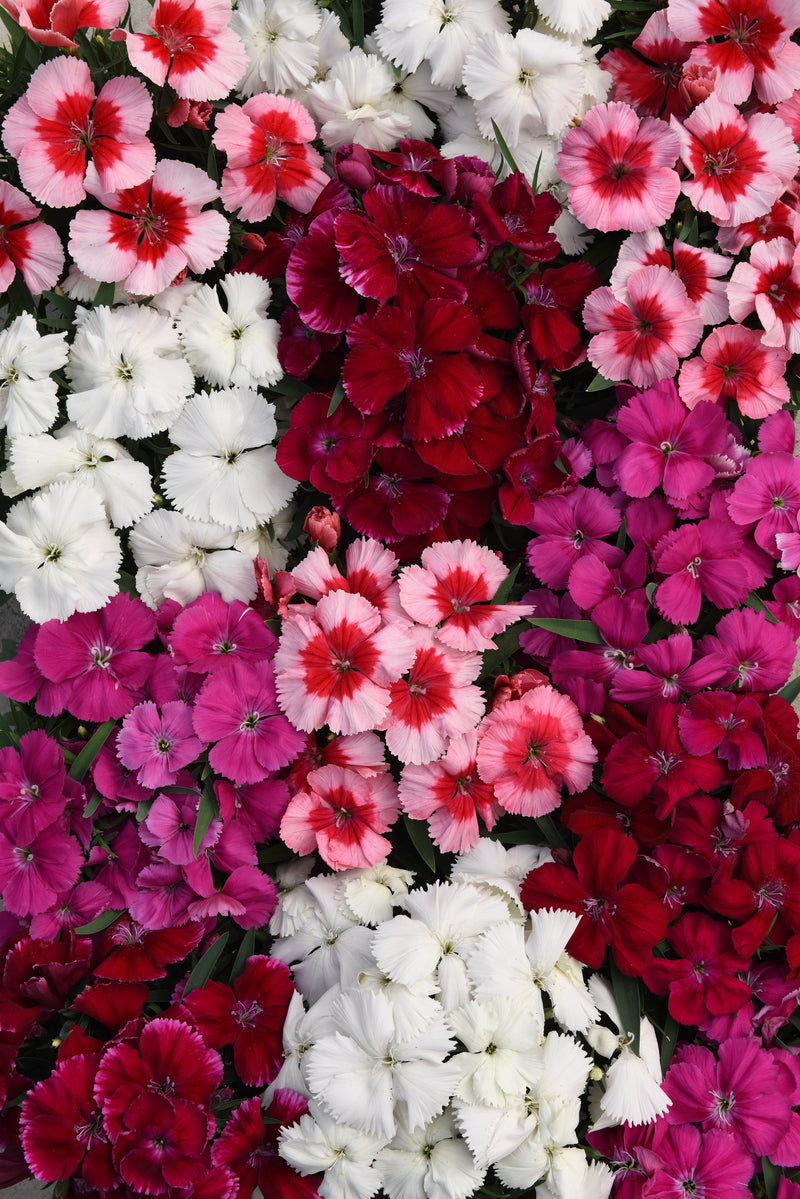 Flowers – Page 4– Egmont Seeds